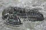 Detailed Gerastos Trilobite Fossil - Morocco #134060-3